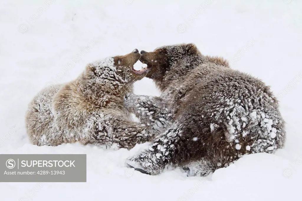 CAPTIVE: Young female and male Brown bears play together in snow, Alaska Wildlife Conservation Center, Southcentral Alaska, Winter