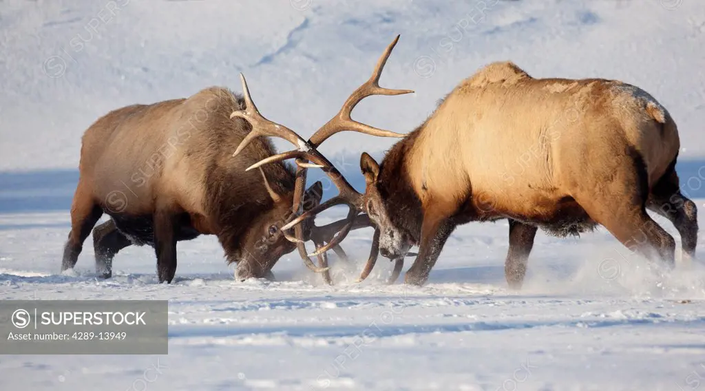 CAPTIVE: Roosevelt elk fight during rut season, Alaska Wildlife Conservation Center, Southcentral Alaska, Winter