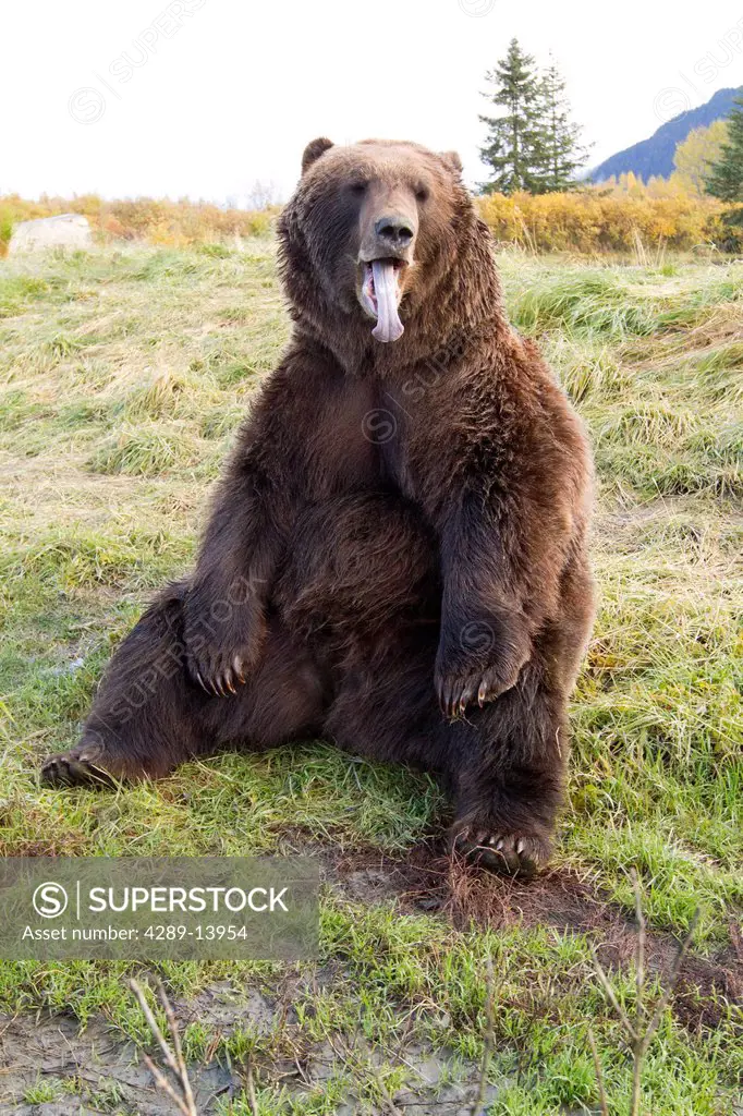 CAPTIVE: Brown Bear sitting on grass with tongue sticking out, Alaska Wildlife Conservation Center, Southcentral Alaska, Autumn