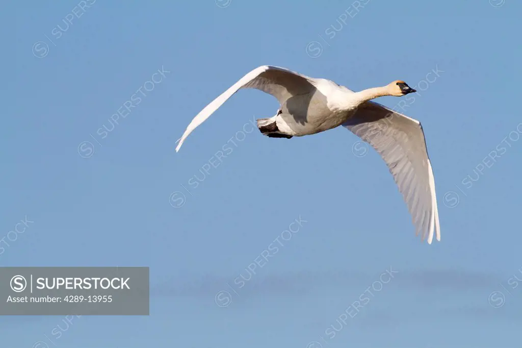 Trumpeter Swan in flight over Potter Marsh, Anchorage, Southcentral Alaska, Autumn
