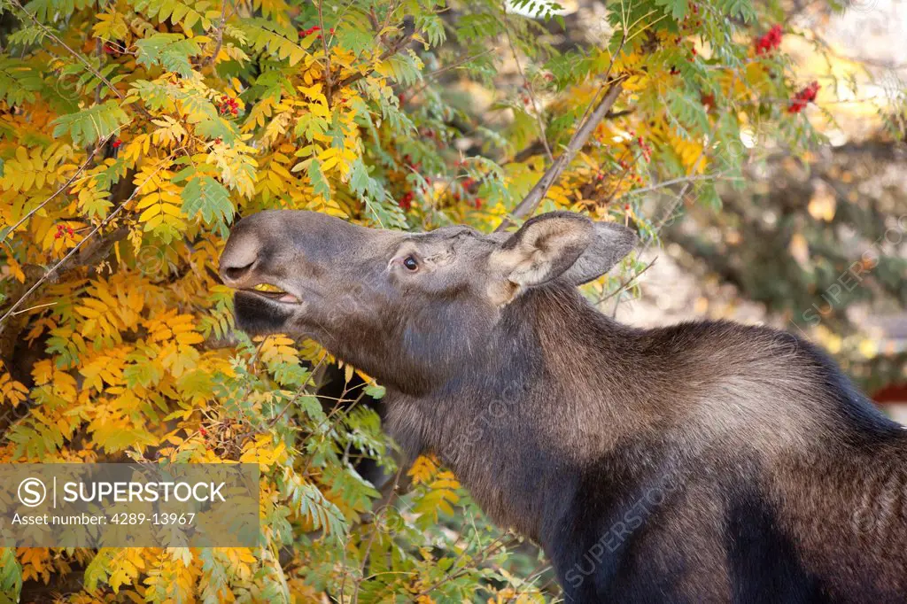 Cow moose eats from Mountain Ash trees in a neighborhood, Anchorage, Southcentral Alaska, Autumn