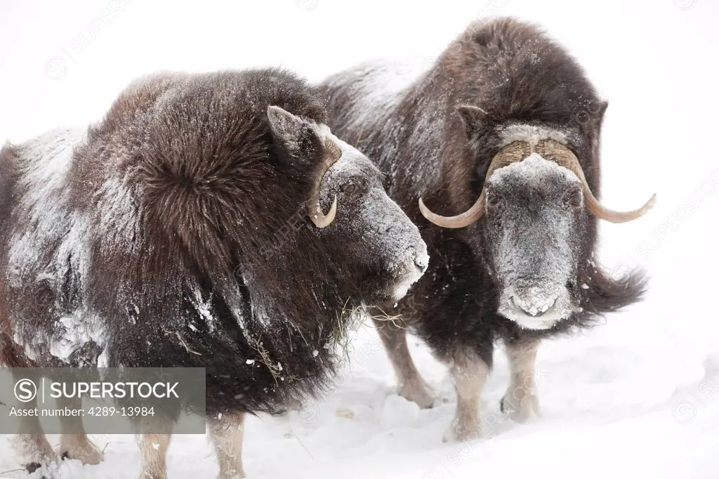 CAPTIVE: Three female Musk Ox stand in deep snow during a winter storm, Alaska Wildlife Conservation Center, Southcentral Alaska