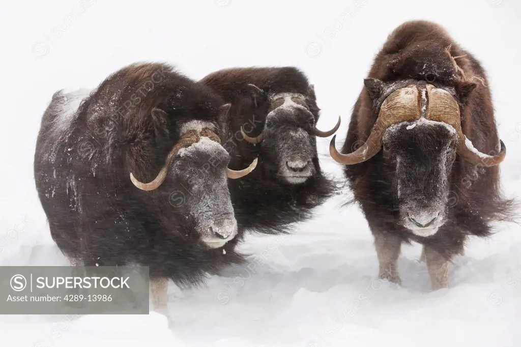 CAPTIVE: Three Musk Ox stand in deep snow during a winter storm, Alaska Wildlife Conservation Center, Southcentral Alaska