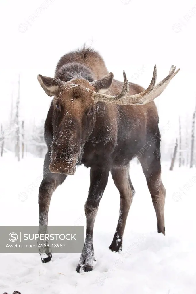 CAPTIVE: Close up of a bull moose missing one antler standing in snow during a winter storm, Alaska Wildlife Conservation Center, Southcentral Alaska