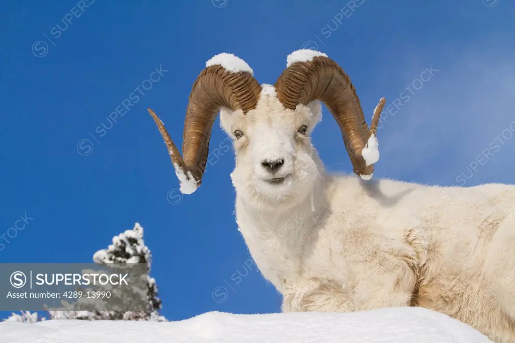 Close up of a full_curl Dall Sheep ram with snow on its horns, Chugach Mountains, Southcentral Alaska, Winter