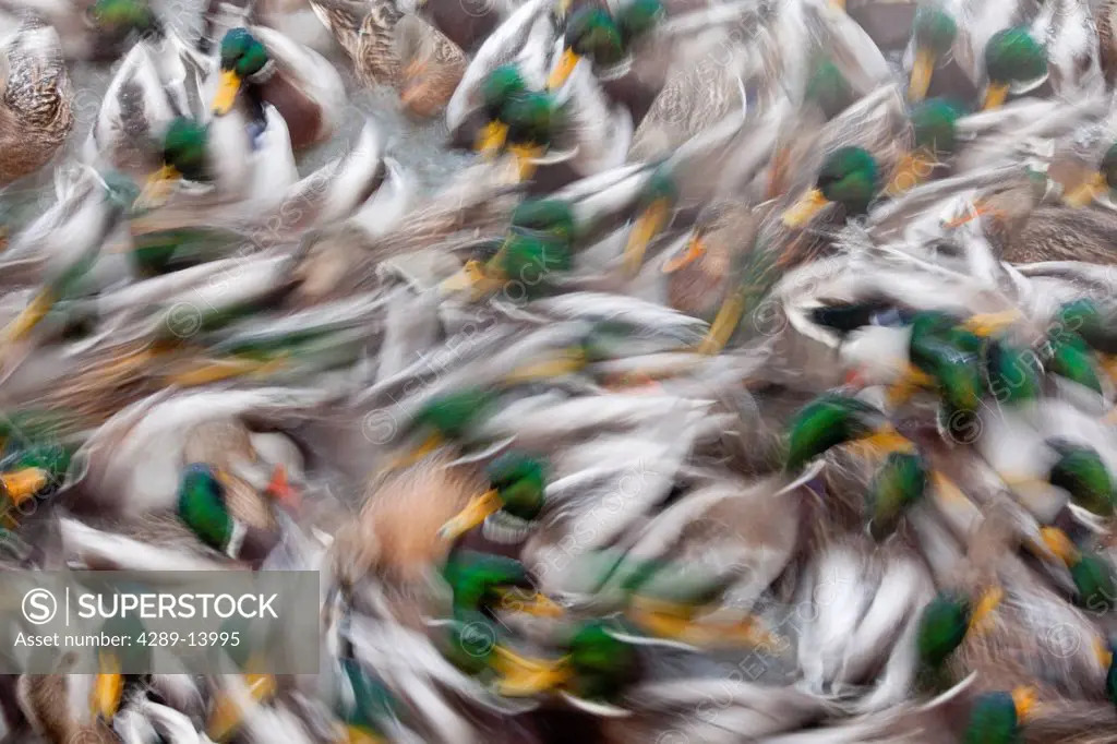 Abstract of a large flock of swimming Mallard ducks in a pond in Anchorage, Alaska, Winter