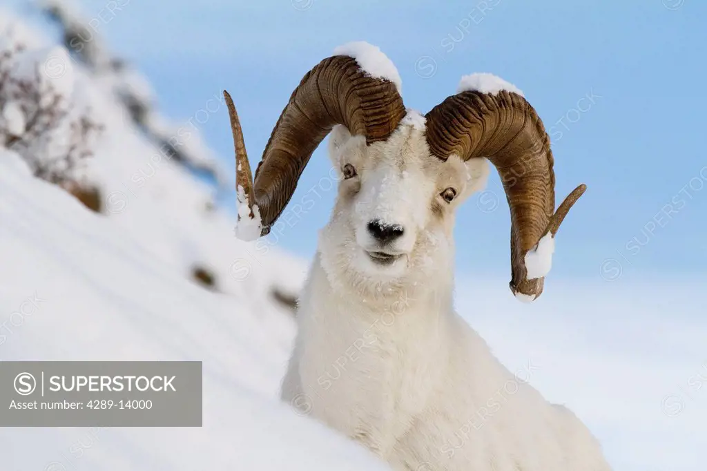Close up of a full_curl ram Dall Sheep standing on a steep slope in deep snow, Chugach Mountains, Southcentral Alaska, Winter