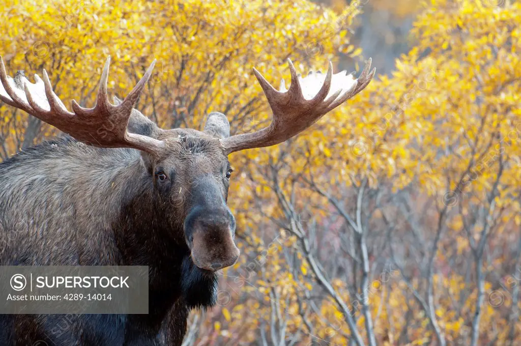 Bull Moose in front of fall colored Birch trees in Denali National Park & Preserve, Interior Alaska