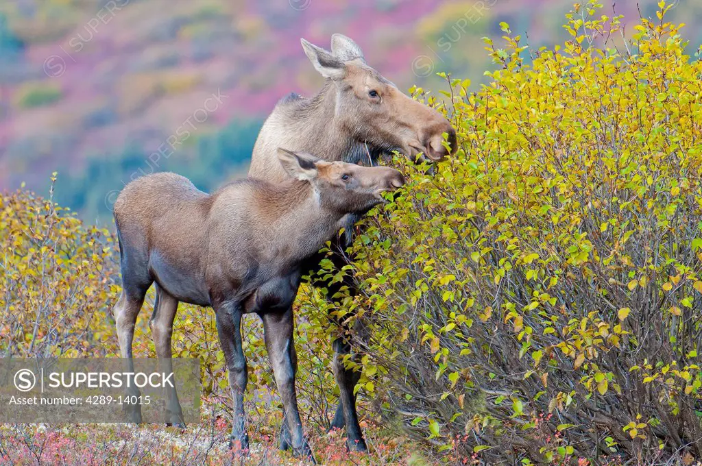 Cow and Calf moose eat fall birch leaves in Denali National Park & Preserve, Interior Alaska