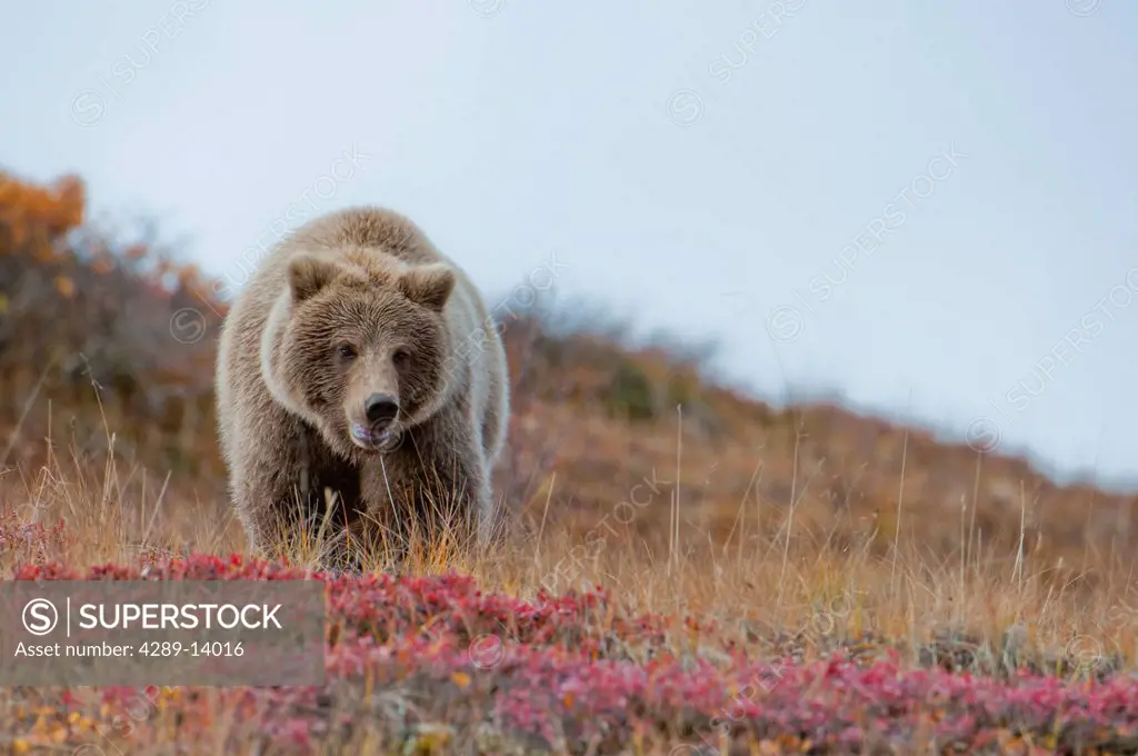 Grizzly walking on fall tundra in Denali National Park & Preserve, Interior Alaska