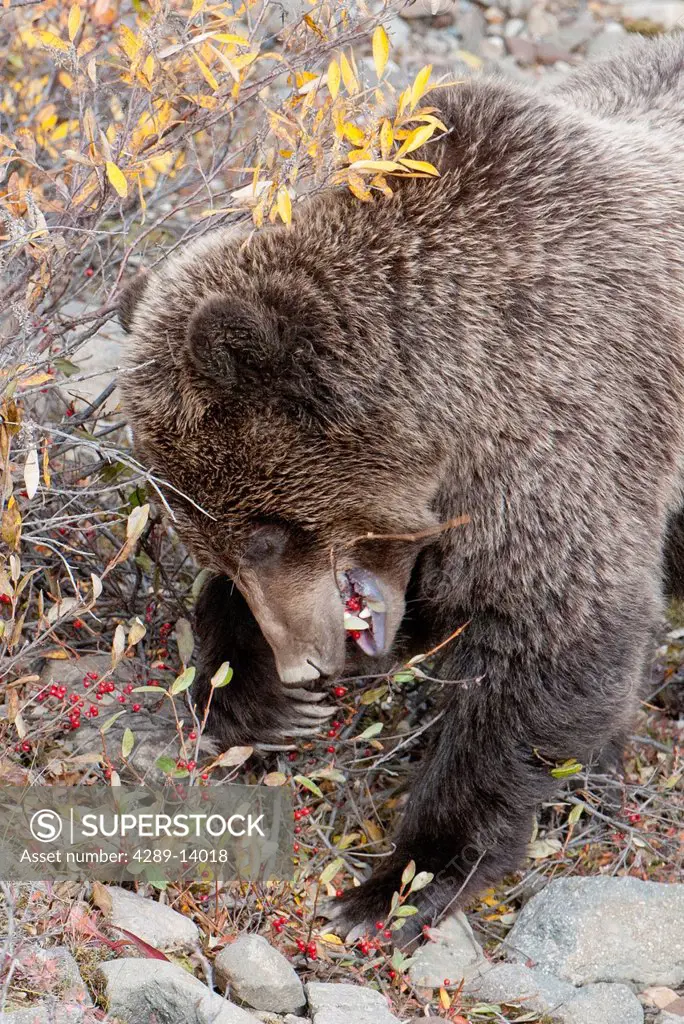 Grizzly eats red berries in fall in Denali National Park & Preserve, Interior Alaska