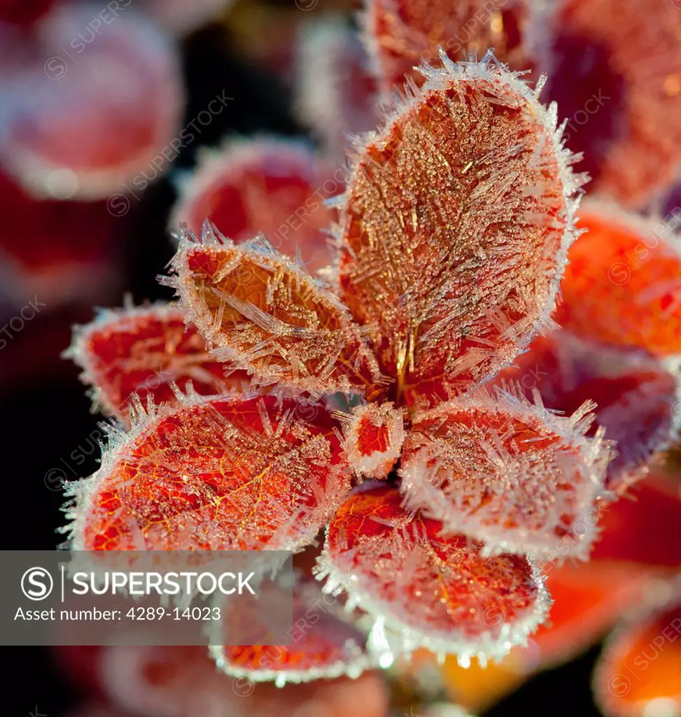Macro of frost on red fall cranberry leaves along the Denali highway, Southcentral Alaska