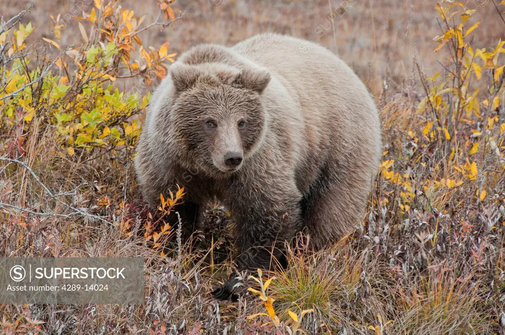Grizzly amongst fall foliage in Denali National Park & Preserve, Interior Alaska
