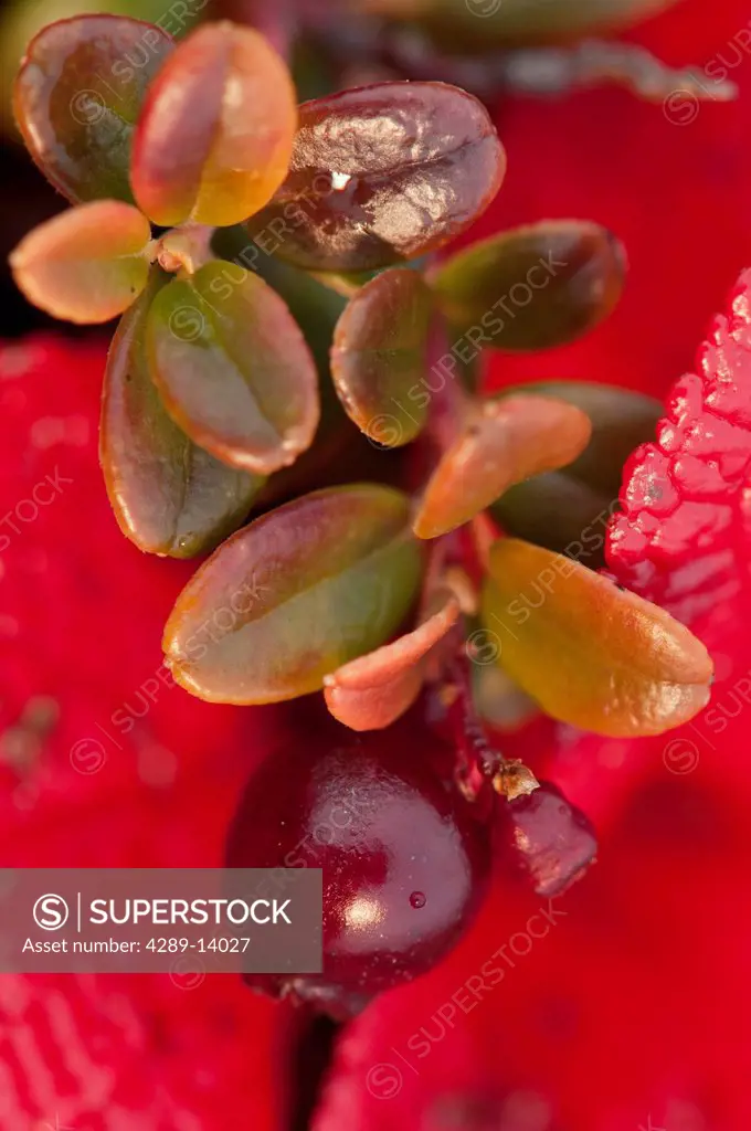 Macro of cranberries and deep red_orange leaves in the background, Denali Highway, Southcentral Alaska, Autumn