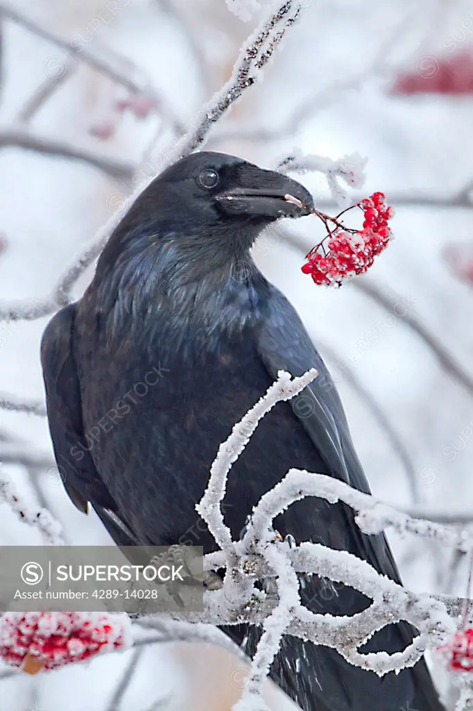 Close up of a raven with Mountain Ash berries in its beak, Anchorage, Southcentral Alaska, Winter