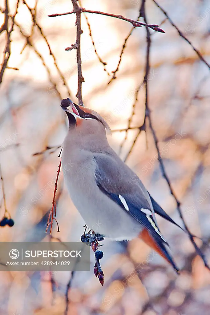 Bohemian Waxwing perched on a branch with a Chokecherry in its beak, Anchorage, Southcentral Alaska, Winter