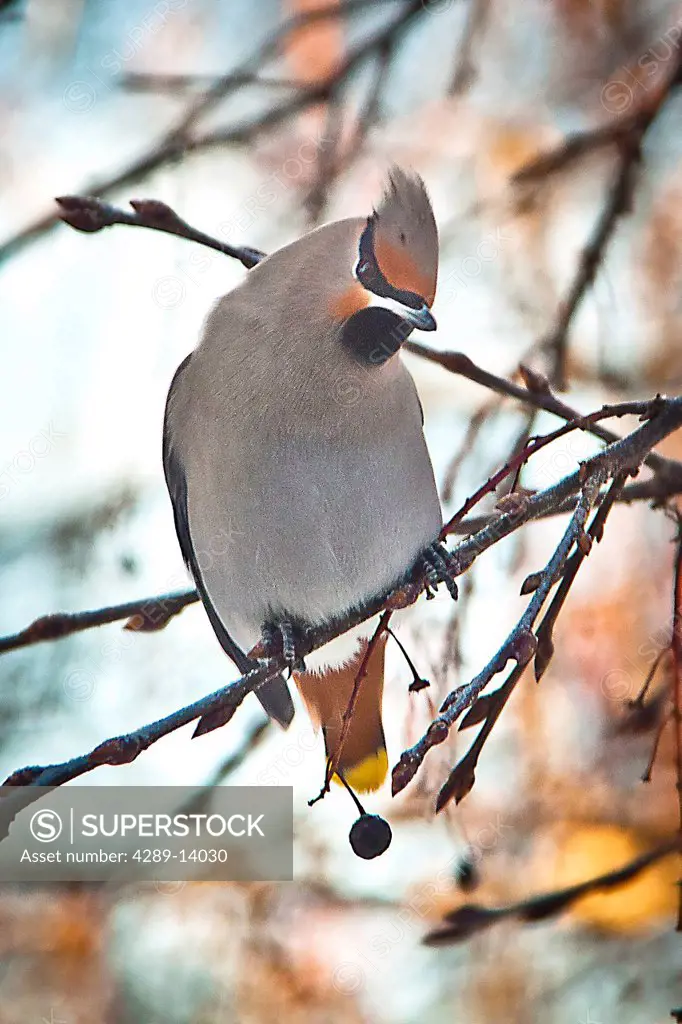 Bohemian Waxwing perched on a branch of a Chokecherry tree, Anchorage, Southcentral Alaska, Winter