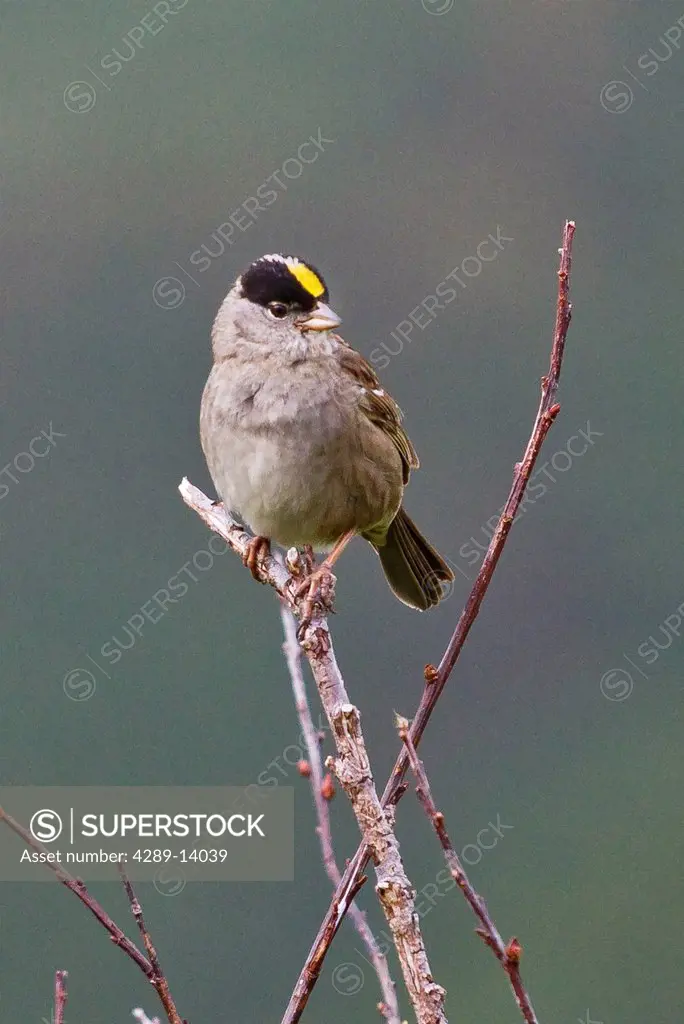 Golden_Crowned Sparrow perched on a branch in Turnagain Pass, Southcentral Alaska, Summer