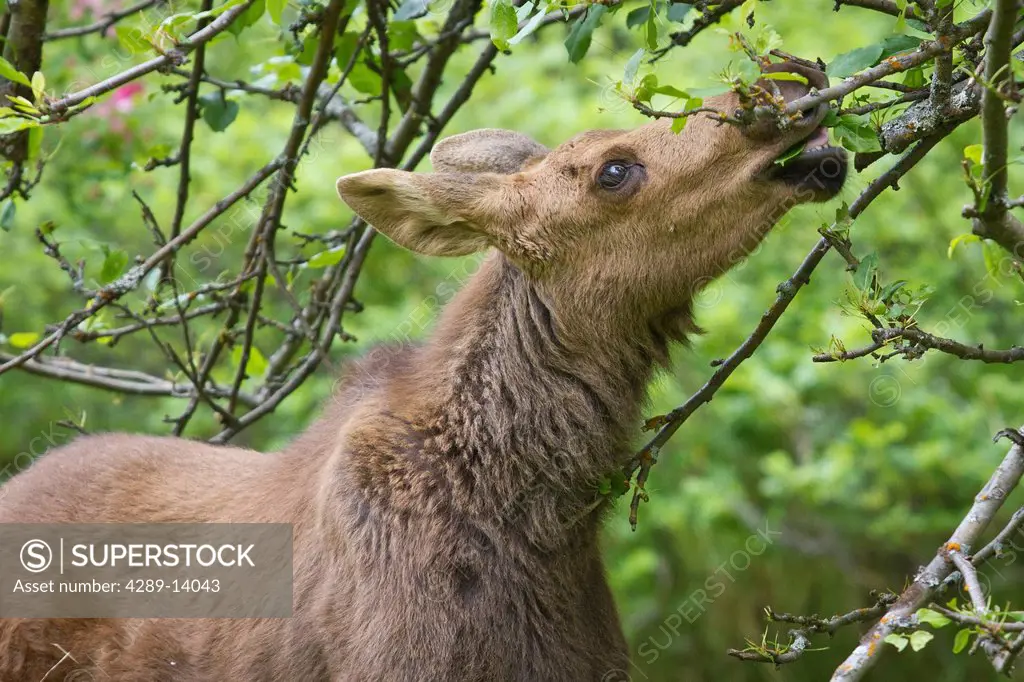 Moose calf eats from trees near the Hope public library, Southcentral Alaska, Summer