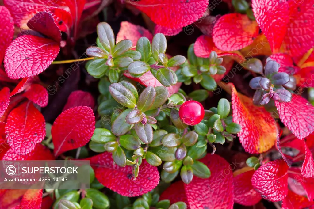 Macro of Low Bush cranberries with Bearberry, Maclaren River Valley, Southcentral Alaska, Autumn