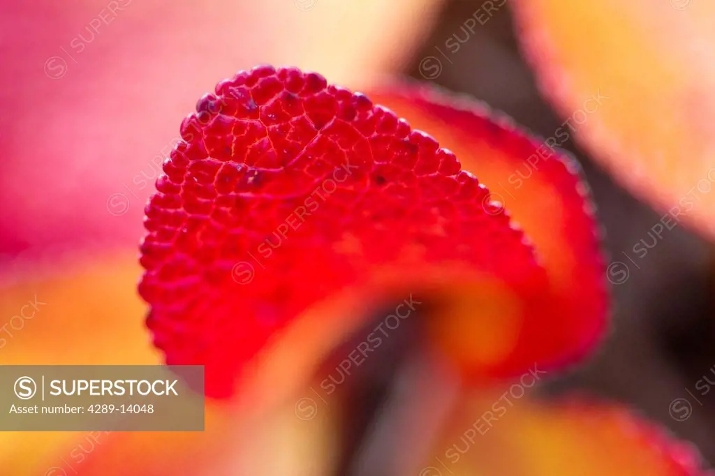 Macro of a Bearberry leaf, Maclaren River Valley, Southcentral Alaska, Autumn