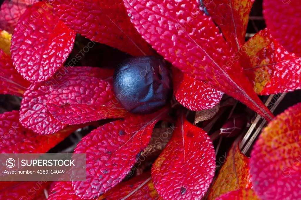 Macro of a Bearberry and foliage, Maclaren River Valley, Southcentral Alaska, Autumn