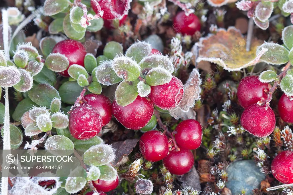 Macro of Low Bush cranberries, Maclaren River Valley, Southcentral Alaska, Autumn