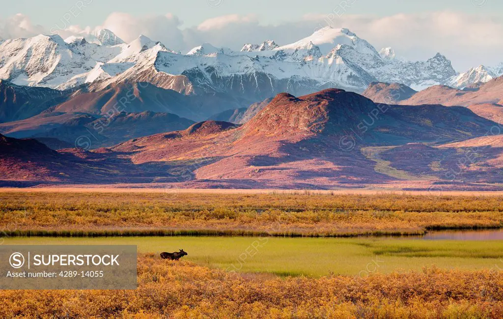 Scenic view of the Alaska Range along the Maclaren River Valley with a moose in the foreground, Southcentral Alaska, Autumn