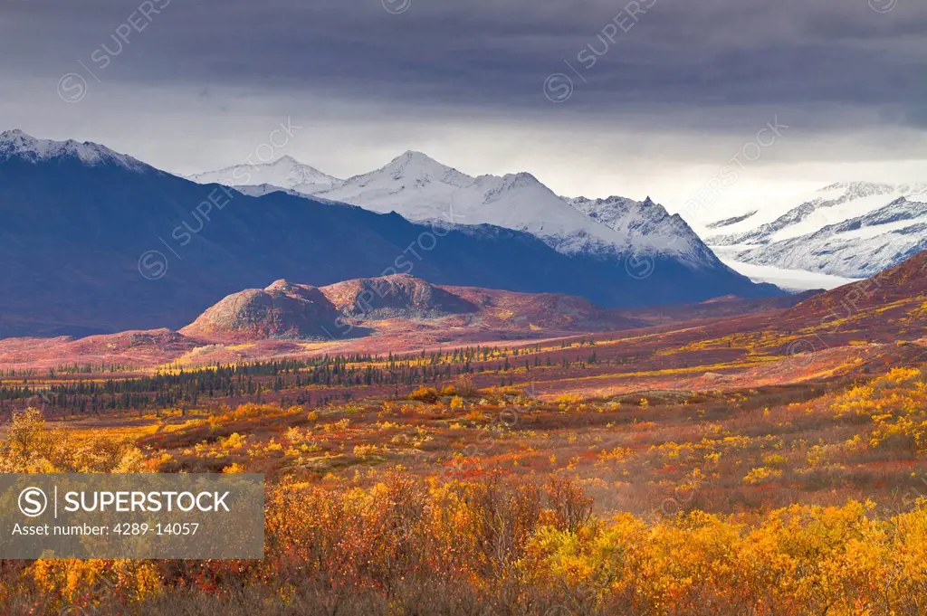 Autumn scenic of the Maclaren River valley and Alaska Range, Southcentral Alaska