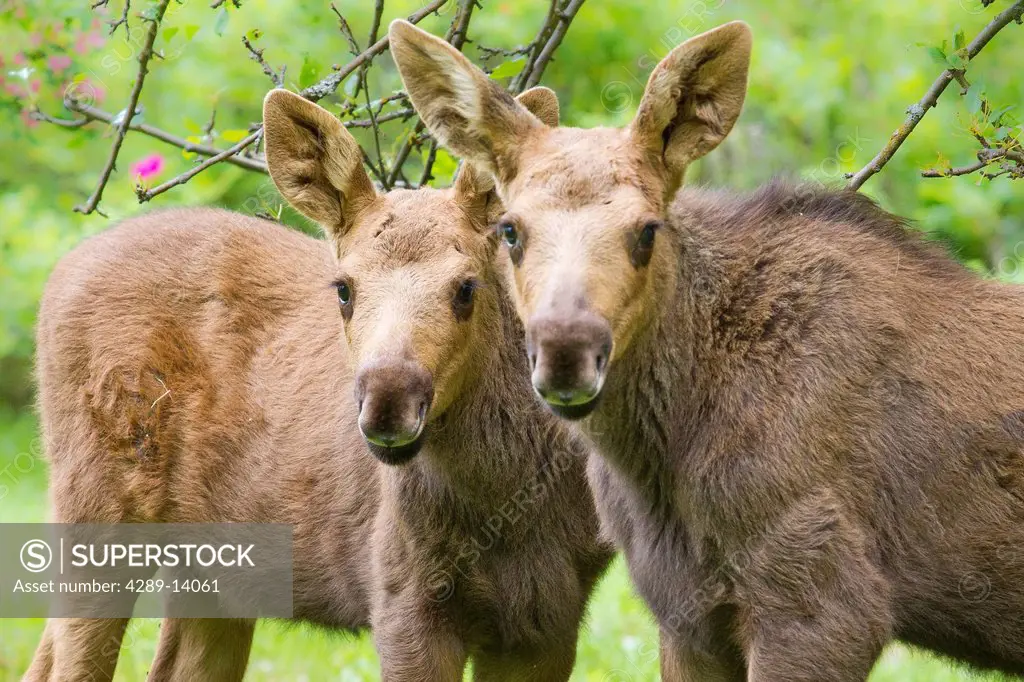 Moose calves in the yard of the Hope public library, Southcentral Alaska, Summer