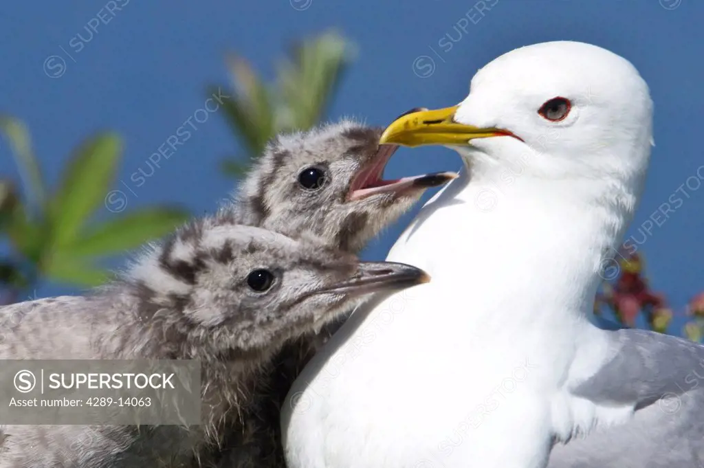 Close up of a Mew Gull with two hungry chicks, Potter Marsh, Southcentral Alaska, Summer