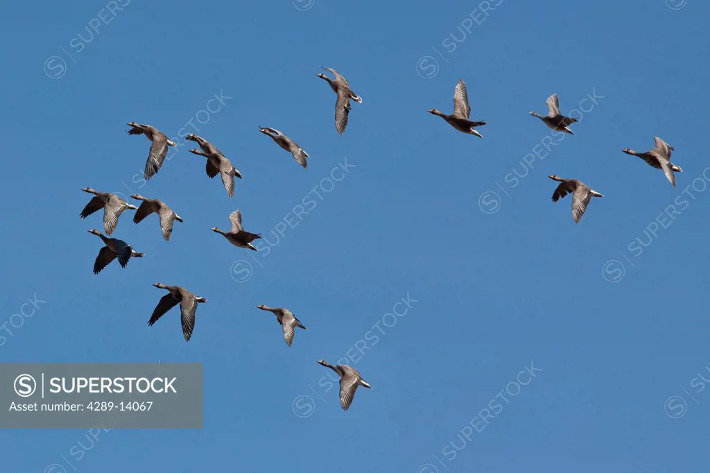 White Fronted geese flying in formation over Homer, Kenai Peninsula, Southcentral Alaska, Spring