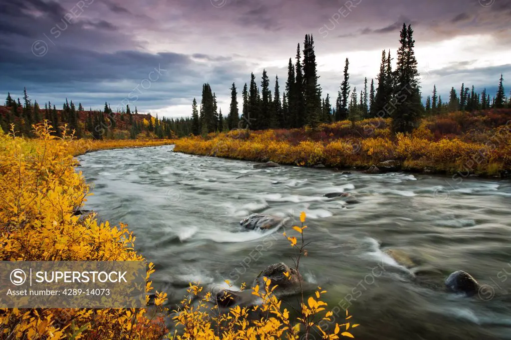 View of Brushkana Creek in the early morning with yellow fall colors along the creek, Denali Highway, Southcentral Alaska, Autumn