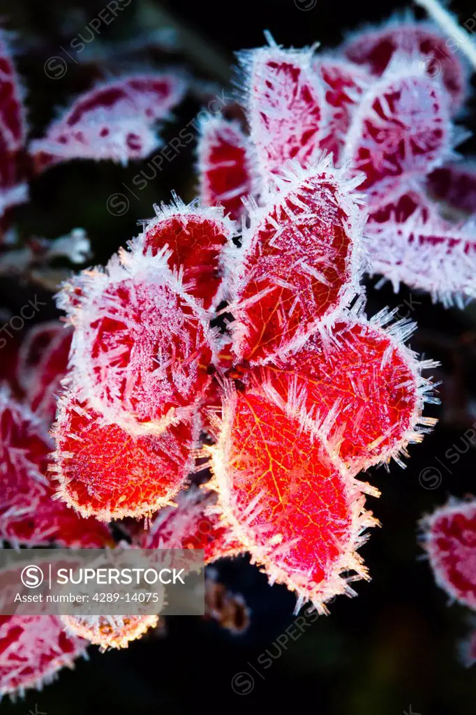 Macro of ice crystals on the red leaves of a blueberry plant, Maclaren River area along Denali Highway, Southcentral Alaska, Autumn