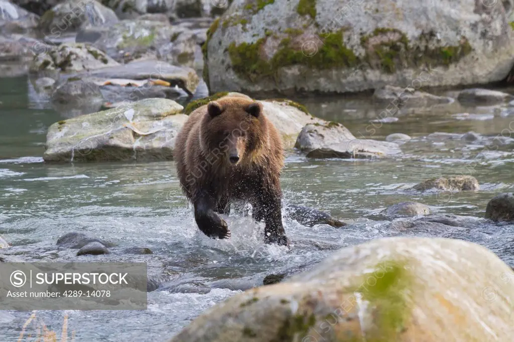 Brown Bear chases spawning salmon in the Chilkoot River near Haines, Southeast Alaska, Autumn