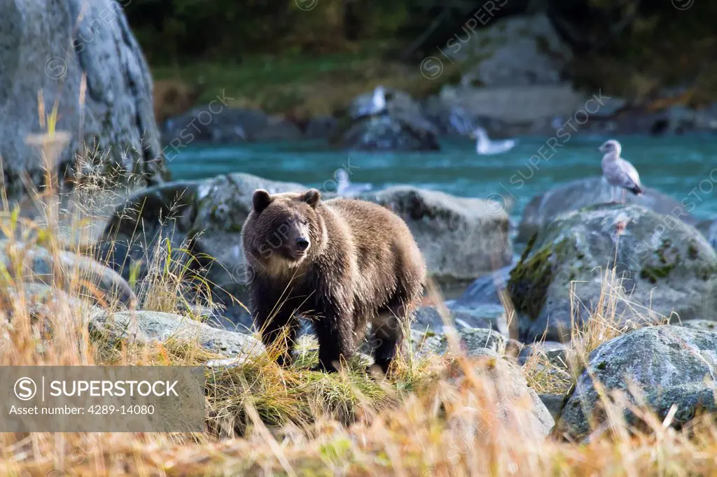Brown Bear stands on the bank of the Chilkoot River fishing for spawning salmon near Haines, Southeast Alaska, Autumn