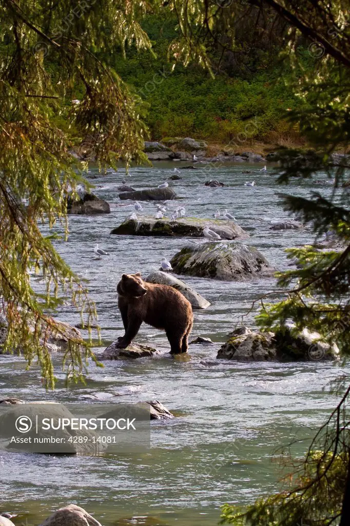 Brown Bear stands in the Chilkoot River fishing for spawning salmon near Haines, Southeast Alaska, Autumn