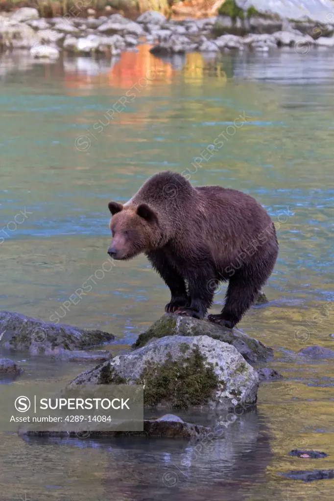 Brown Bear stands on a rock in the Chilkoot River near Haines fishing for salmon, Southeast Alaska, Autumn