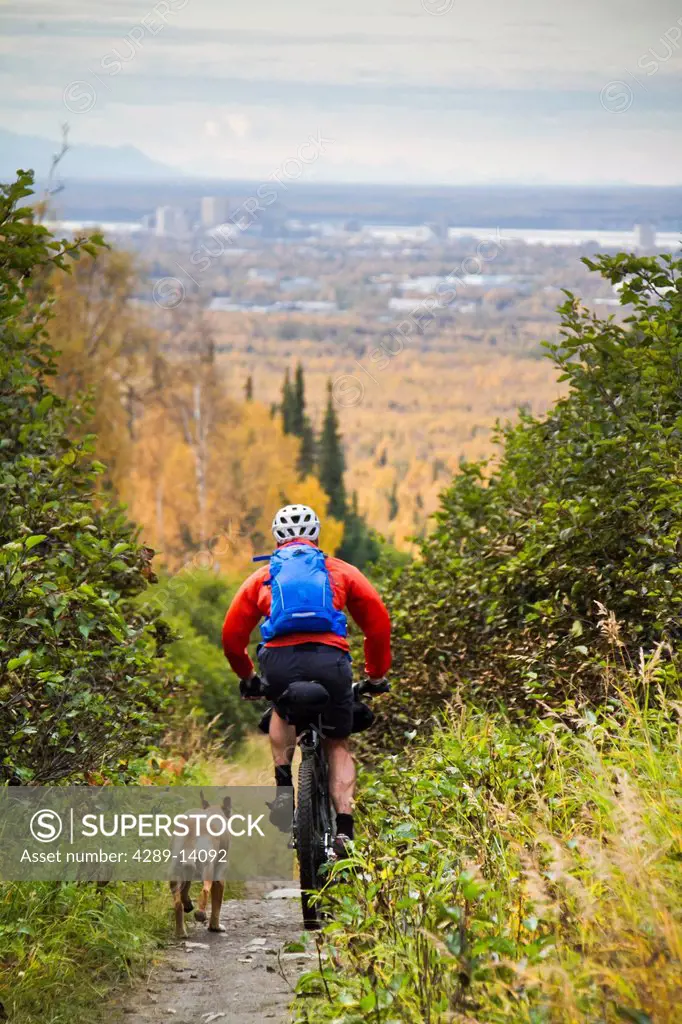 Man mountain biking with dog running beside him, Anchorage hillside trails, Southcentral Alaska, Autumn