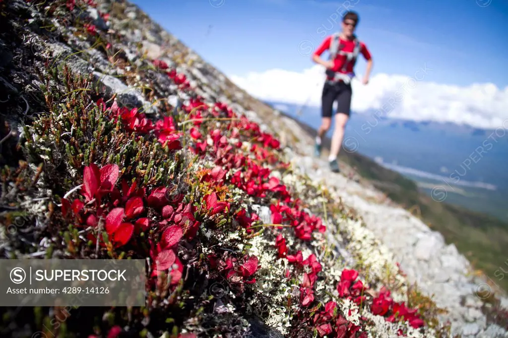 Woman trail running between Lazy Mountain and Matanuska Peak, Chugach Mountains, Southcentral Alaska, Autumn