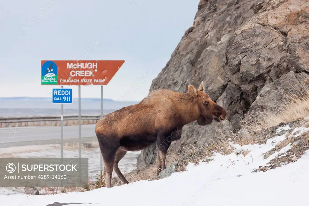 A moose standing near the McHugh Creek sign along the Seward Highway, Chugach State Park, Southcentral Alaska, Winter