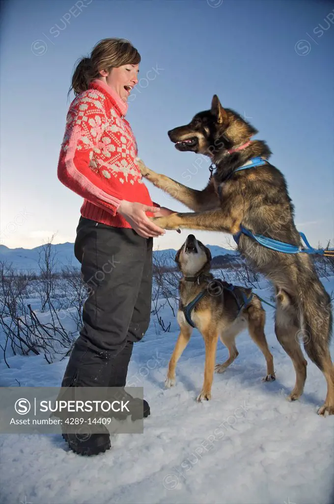 Alaskan Dog Musher, plays with her dogs along the Denali Highway, Alaska