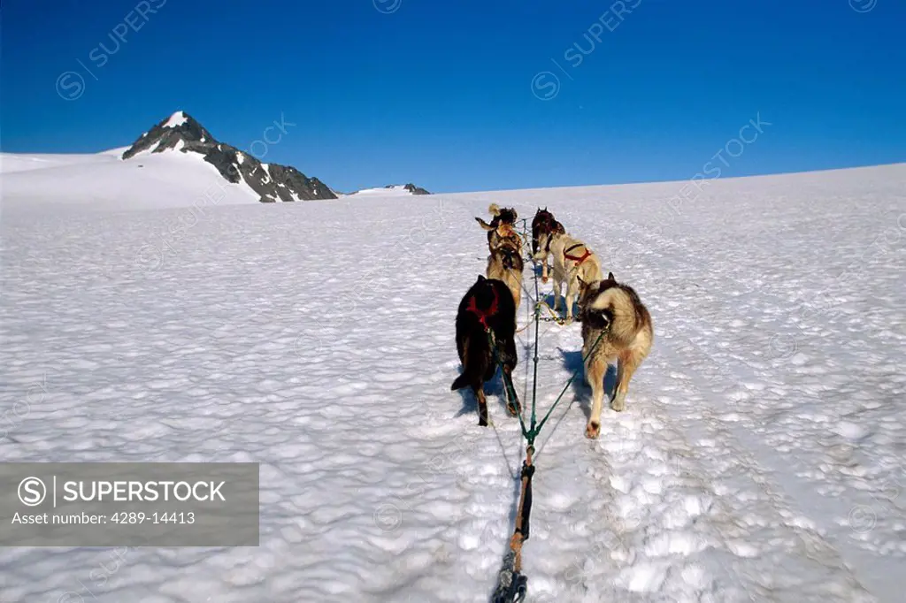 Dog Mushing on Godwin Glacier Near Seward KP Ak