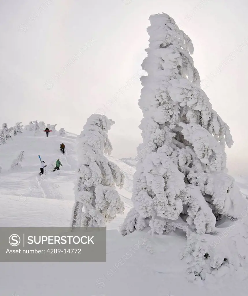 Backcountry skiers climb a hill with rime ice covered tree in the foreground at the Eaglecrest Ski area, Juneau Alaska