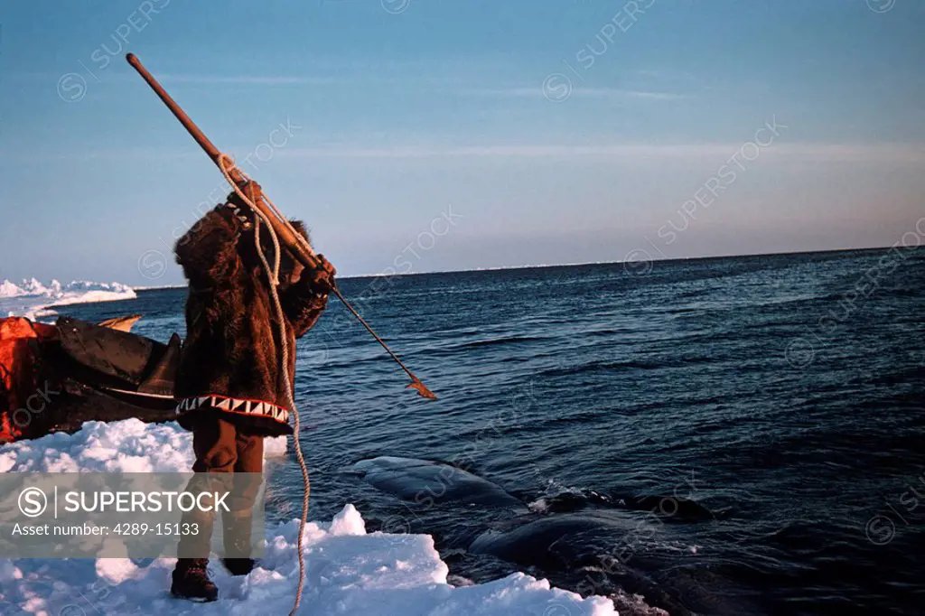 Alaskan Inupiat Eskimo native male hunter stands on ice harpooning Killer Whale that comes along right by the lead Barrow Alaska Spring