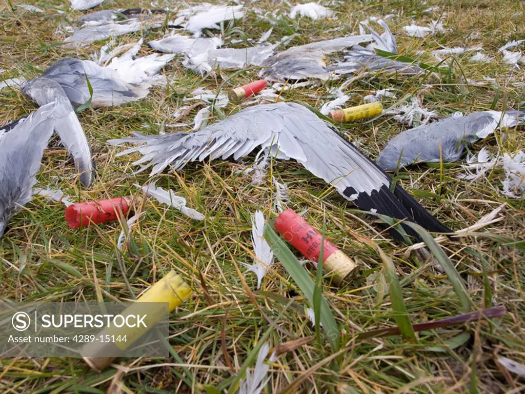 Close up of kittiwake wings and shotgun shells left on ground by hunters, St. Paul Island, Southwest Alaska, Summer