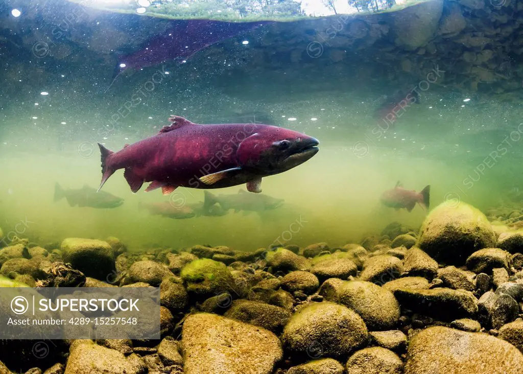 Female Chinook Salmon, also known as King Salmon (Oncorhynchus tshawytscha) prior to spawning in a tributary of the Deshka River, South-central Alaska...