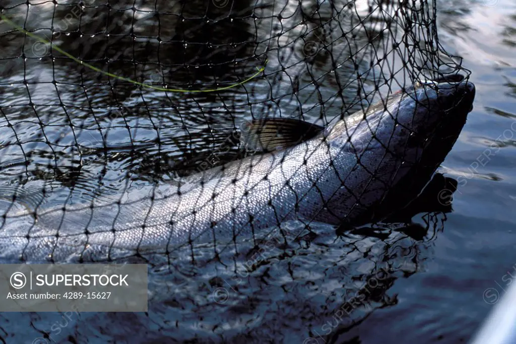 King Salmon in Net Deshka River SC Alaska Summer