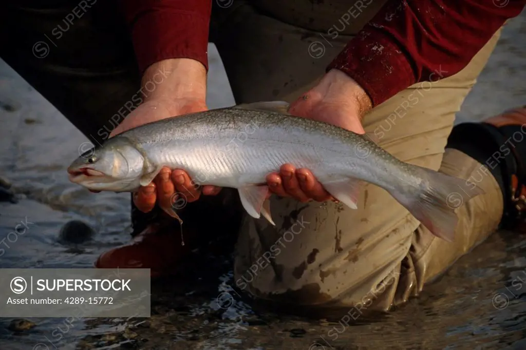 Fisherman Holding Dolly Varden Trout KP Alaska Fall Ptarmigan Creek Kenai Lake