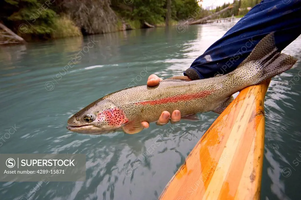 Man holding Rainbow Trout above water Kenai River Kenai Peninsula Alaska Summer